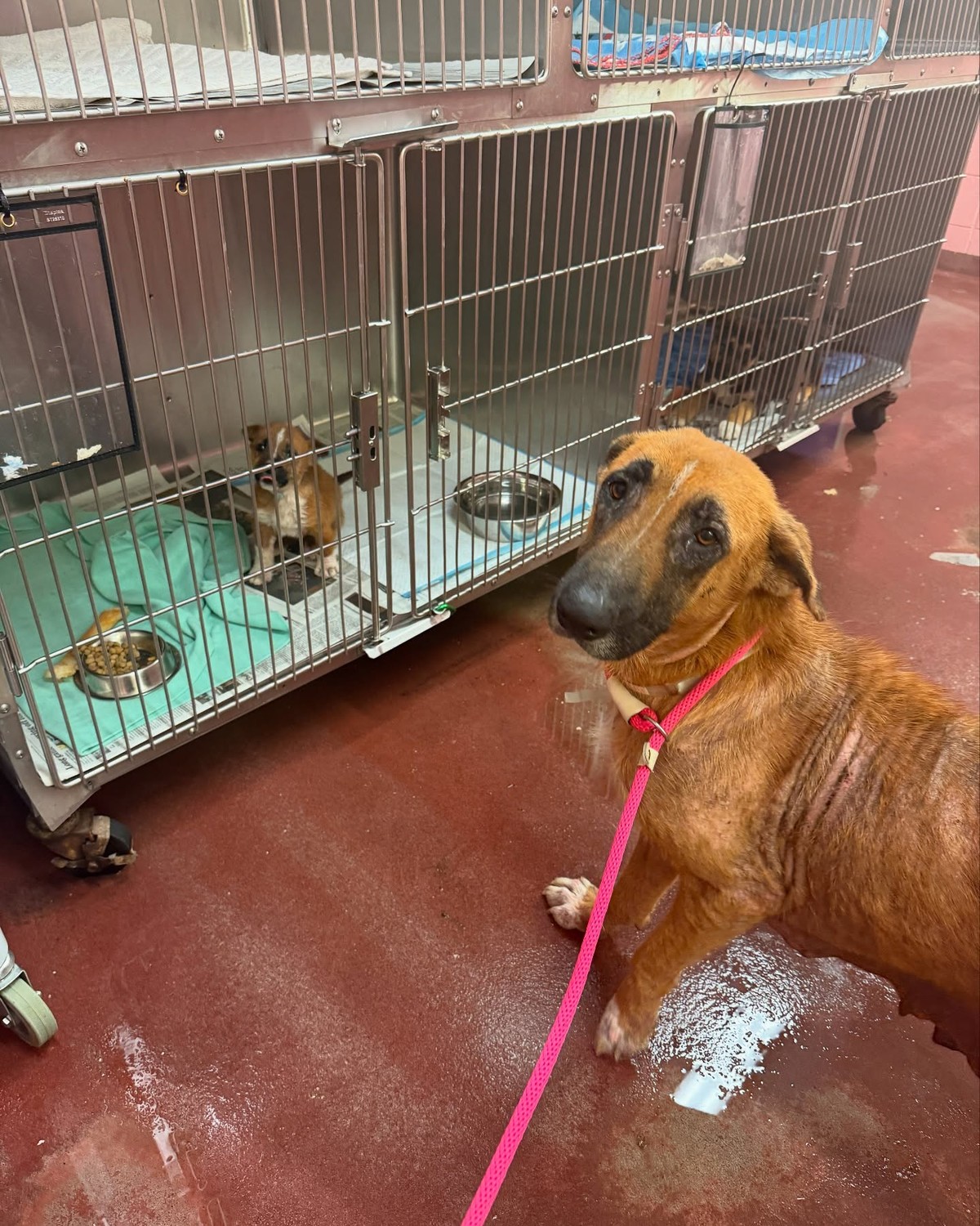 The Texas Puppy Who Reached One Small Paw Through the Bars for Her Mama - photo 5