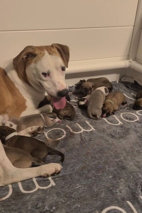 Thirty Minutes From Goodbye, A Pregnant Shelter Dog Found Safety For Her 11 Babies - photo 5