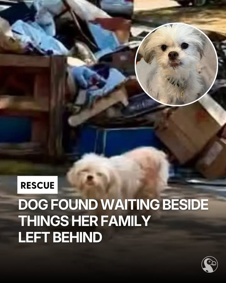 Tiny Treasure Waited Beside the Trash for a Family Who Never Came Back - photo 5