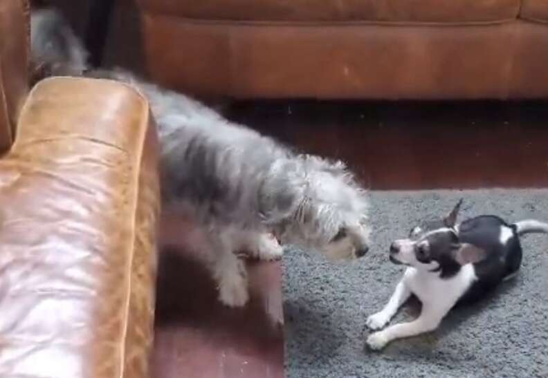 Sick Little Puppy Kept Waiting for Love, Then His Whole World Changed - photo 5