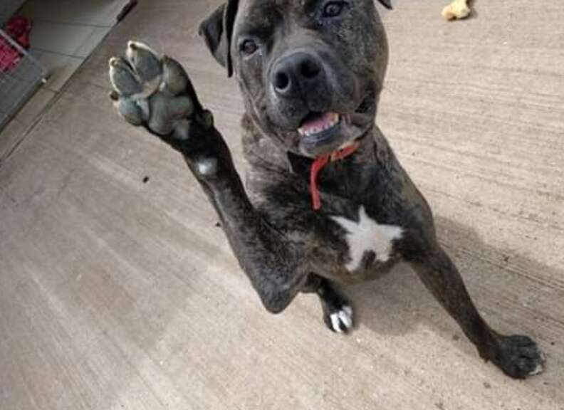 For 775 Days, Bob Watched Other Dogs Go Home Without Him - photo 5