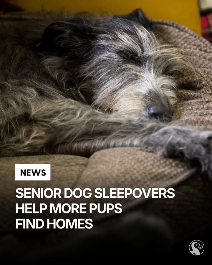 The Sweet Senior Dog Who Led Us Home - photo 5