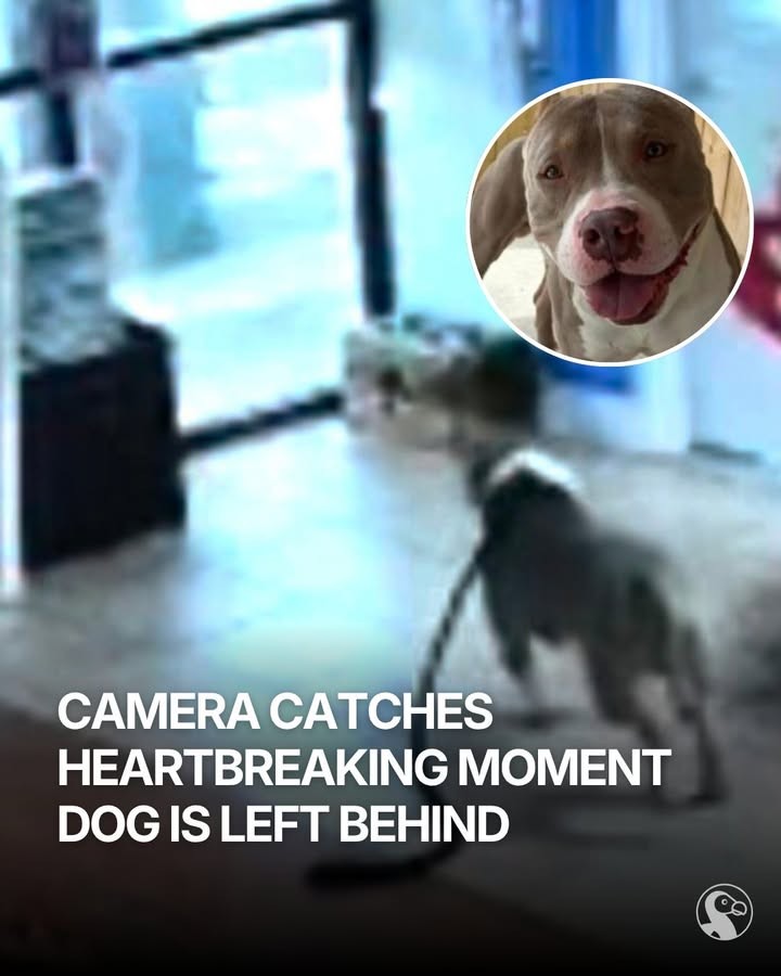 Tinkerbell Waited Six Long Hours by the Shelter Door—Then Love Finally Came Back - photo 5