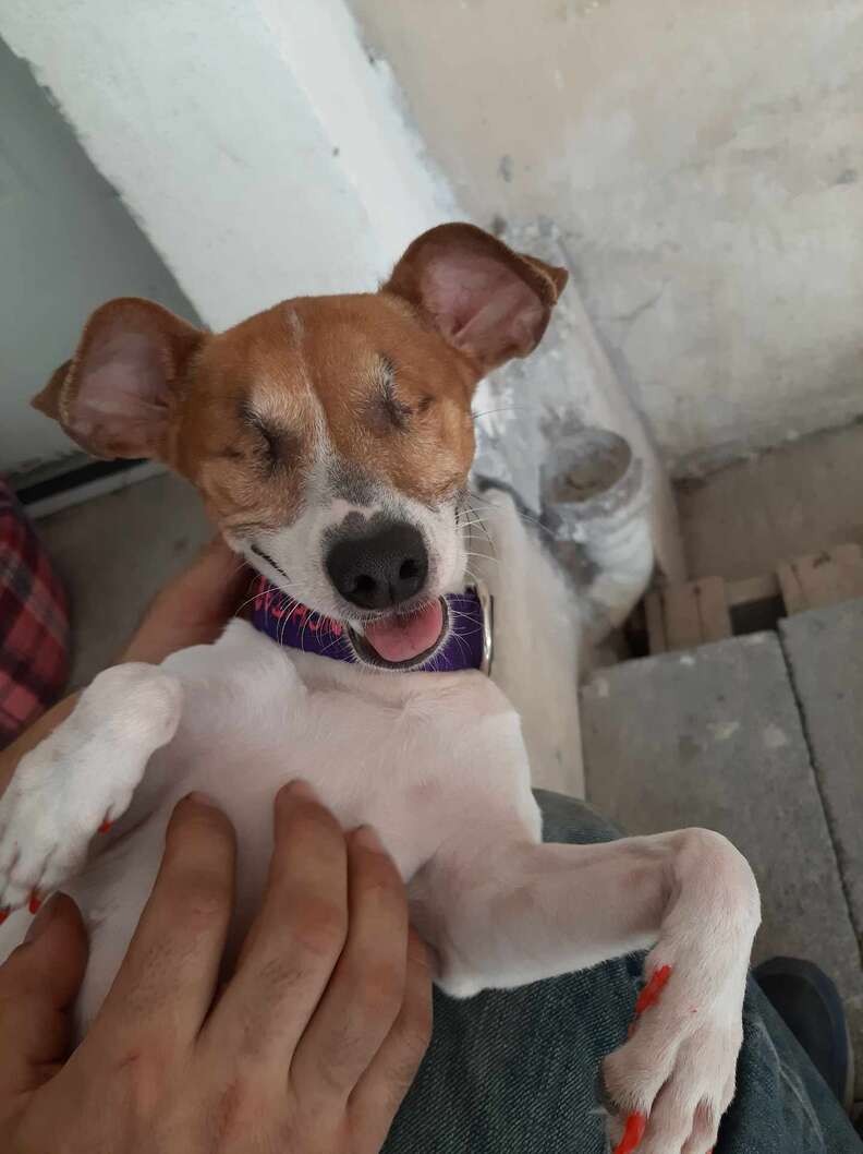 Blind and Abandoned, Three Waited by a Fence Until Someone Came to Save Her - photo 5