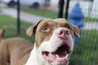 Blind Dog Walks Into a Dollar Store Alone — And Finds the Way Home - photo 5
