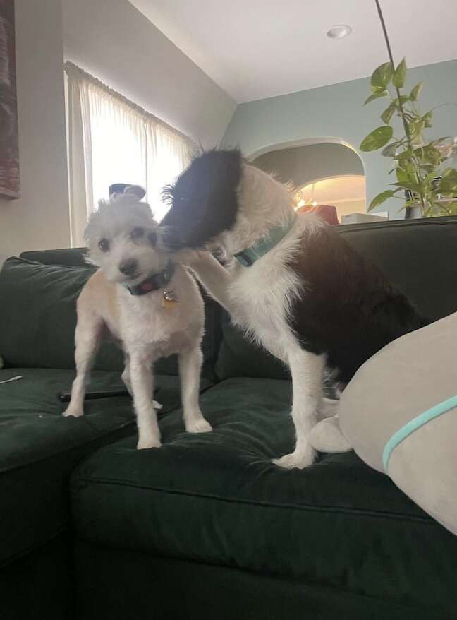 The Frightened Puppy Who Chose an 8-Year-Old Girl to Trust - photo 5