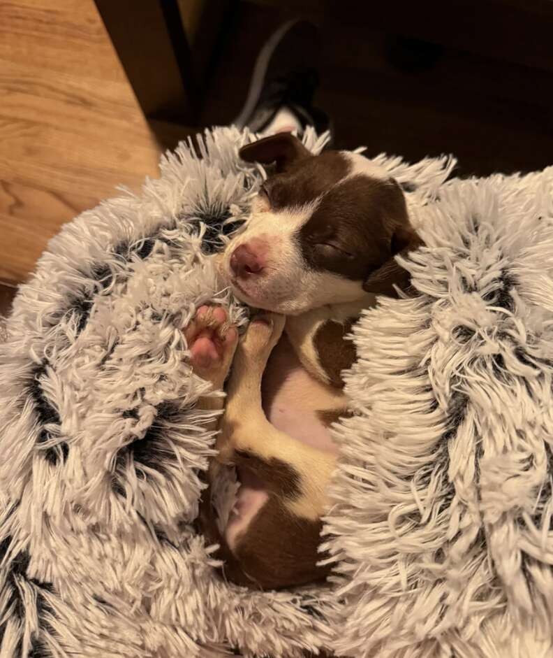 A Tiny Puppy Ate Trash to Survive, Until Love Gave Him a Home - photo 5