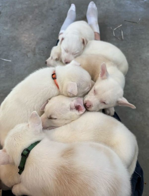 Seven Silent Puppies Were Left in the Cold—Then One Woman Looked Inside Their Crate - photo 5