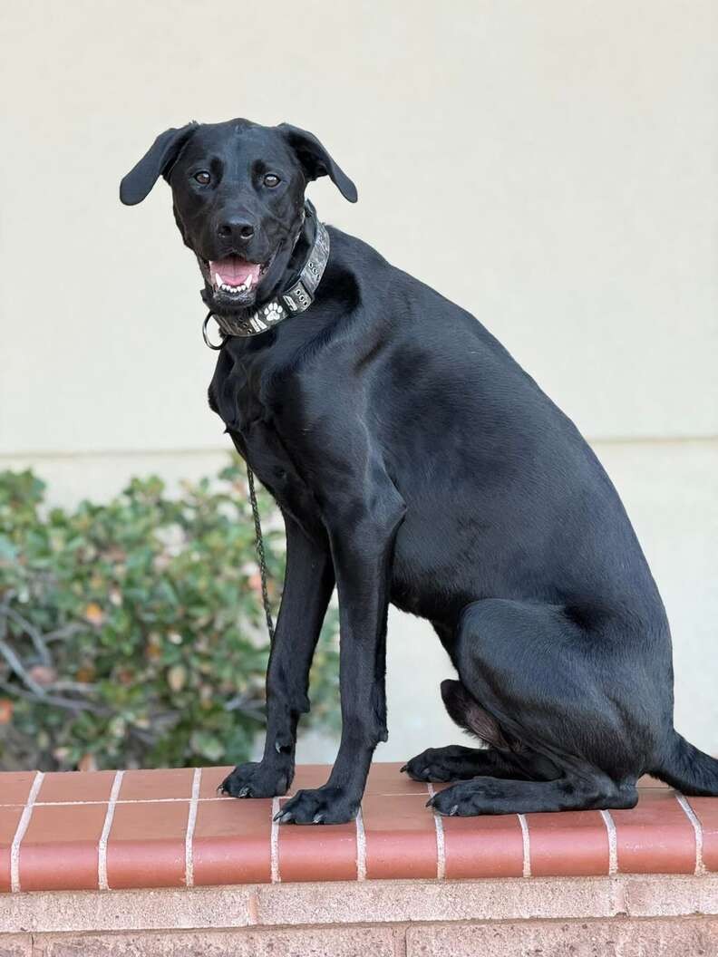 The “Little Lab” Kept Growing — Then His DNA Revealed A Rare Surprise - photo 5