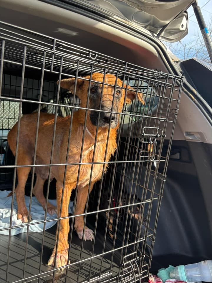 The Texas Puppy Who Reached One Small Paw Through the Bars for Her Mama - photo 6