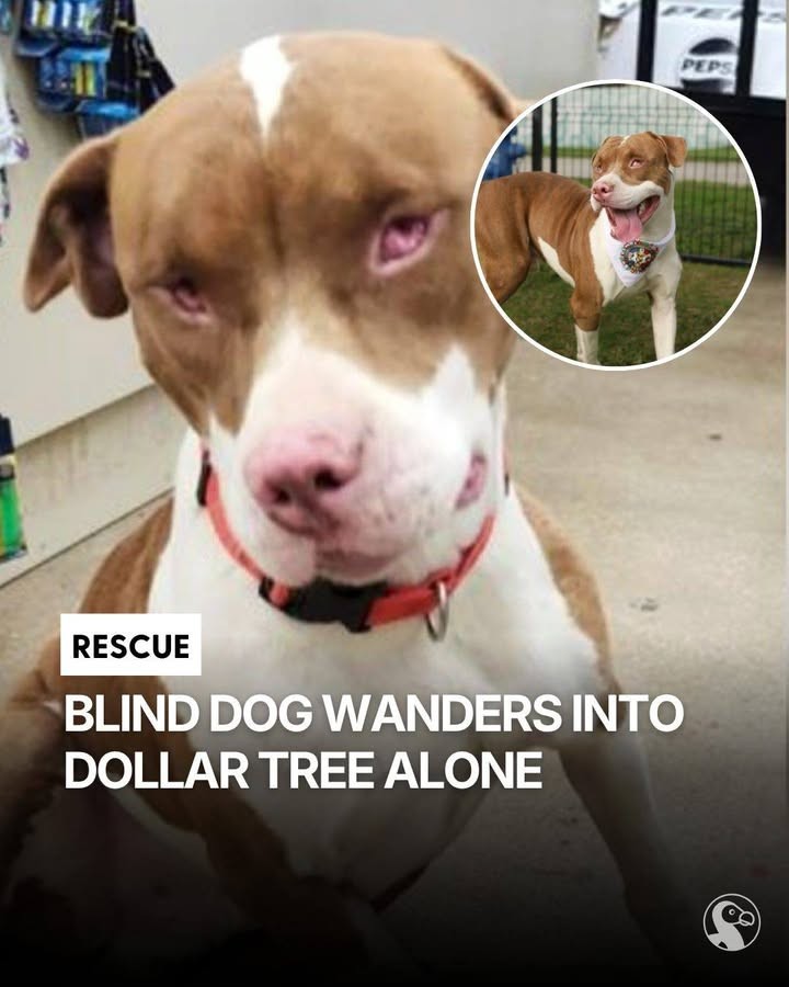 Blind Dog Walks Into a Dollar Store Alone — And Finds the Way Home - photo 6