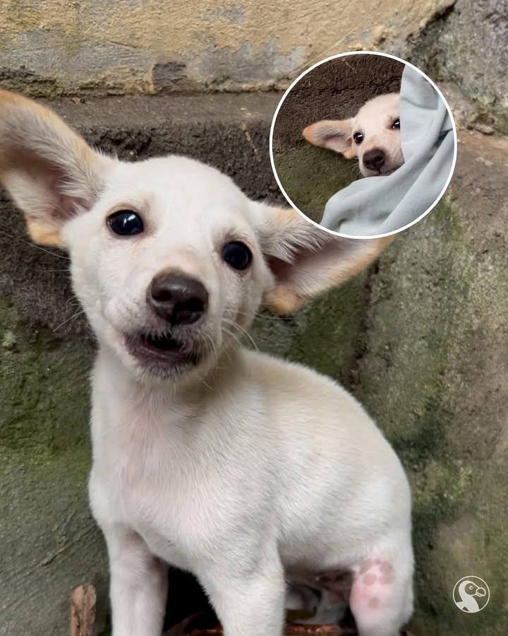 The Frightened Puppy Who Chose an 8-Year-Old Girl to Trust - photo 6