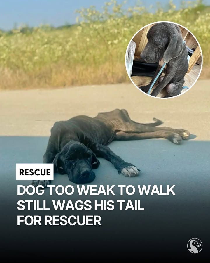 Too Weak to Walk, She Still Wagged Her Tail for the Woman Who Stopped - photo 6