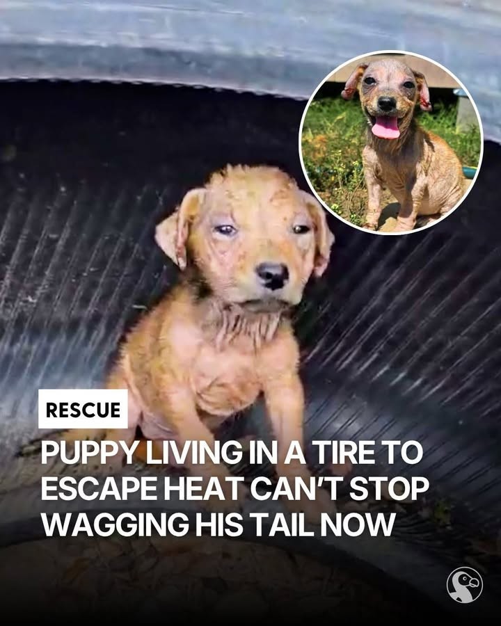 Sick Little Puppy Kept Waiting for Love, Then His Whole World Changed - photo 6
