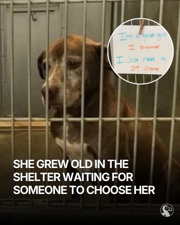 For 775 Days, Bob Watched Other Dogs Go Home Without Him - photo 6