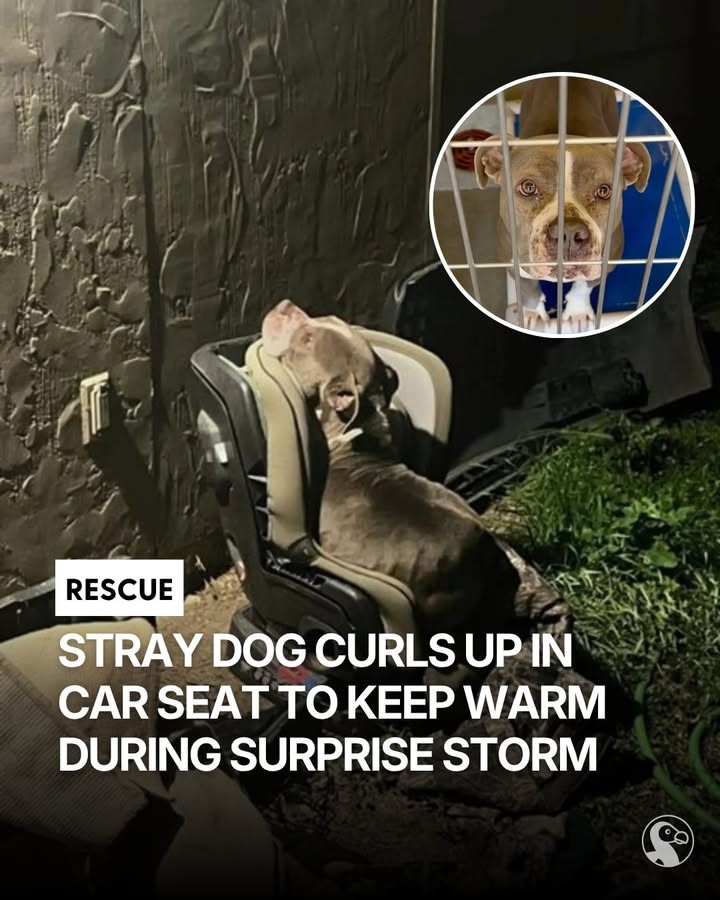 A Frightened Stray Chose a Child’s Car Seat on the Coldest Night - photo 6
