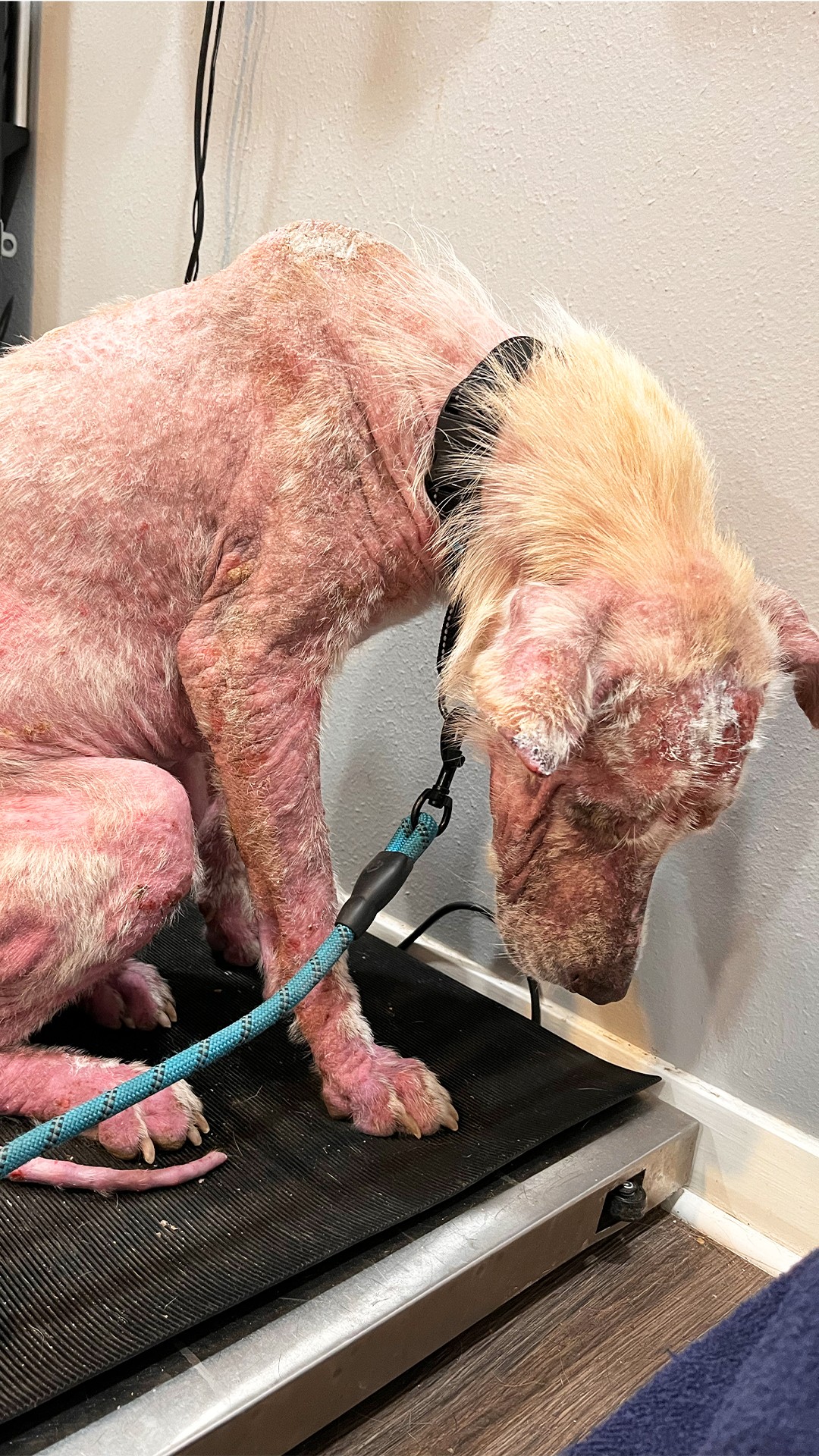 Blind and Abandoned, Three Waited by a Fence Until Someone Came to Save Her - photo 6
